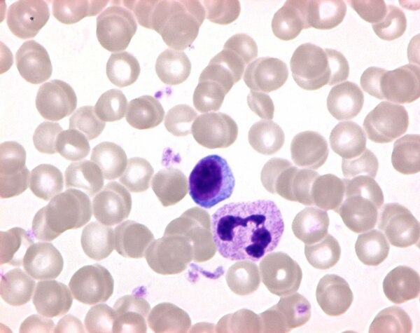 گیمسا مرک، کد 109203