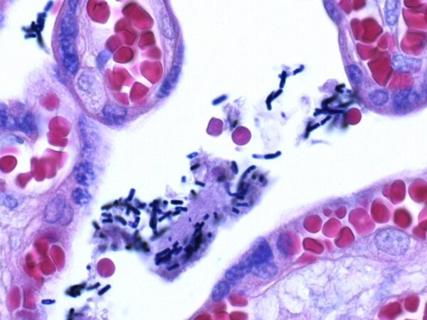 محلول گرم کریستال ویولت مرک ، کد 109218